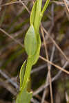 Baldwin's milkwort